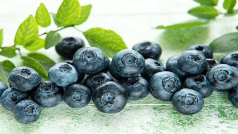 Yaban mersini nasıl büyüyor? Türkiye’nin en iyi şekilde nerede büyüyor?