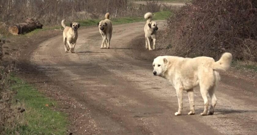 Şanlıurfa’da sokak köpekleri 5 koyunu telef etti