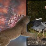 Kuş gribi insan hayatını aldı! Virüs yeni bir tehlike oluşturdu: ‘Artık çok boyutlu bir tehdit’